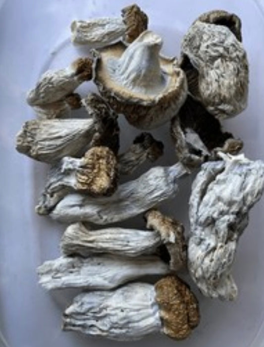 Cubensis